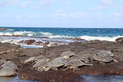 sea