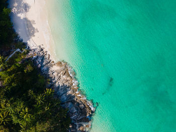 High angle view of coral underwater