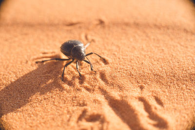 Close-up of spider on sand