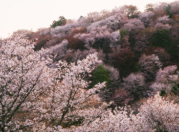 Low angle view of pink flowering tree against sky