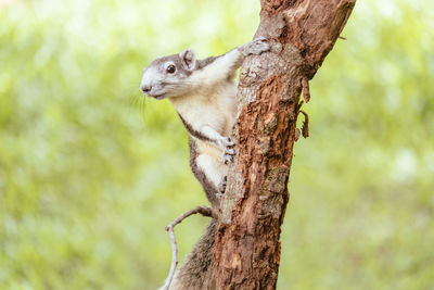 Close-up of squirrel on tree