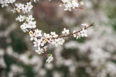 Close-up of white cherry blossom tree