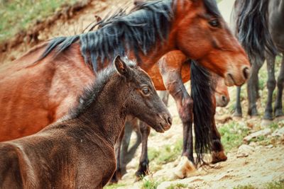 Horses in a field