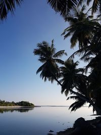 Silhouette palm tree by sea against clear sky