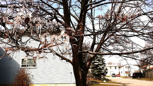 Low angle view of bare trees and buildings