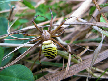 Close-up of insect on leaf