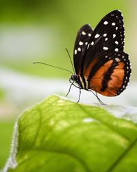 Close-up of butterfly on leaf