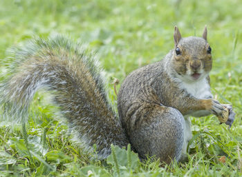 Close-up of squirrel on field