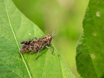 Close-up of insect on leaf