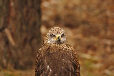 Close-up portrait of owl