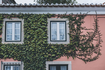 Green ivy vines plant covering the wall of an apartment building around windows