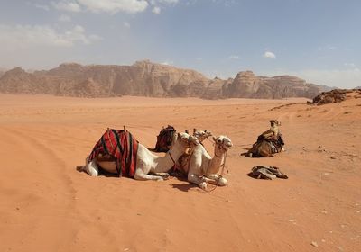 View of animal on sand