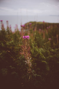 Close-up of pink flowering plant on field