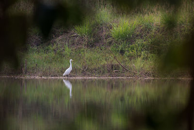 Birds on a lake