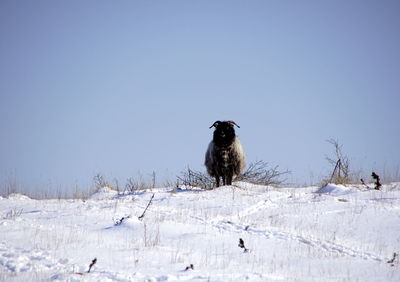 Birds perching on snow field against clear sky