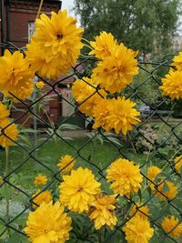 flowering plant