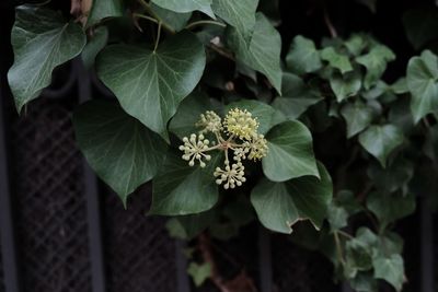 Close-up of flowers