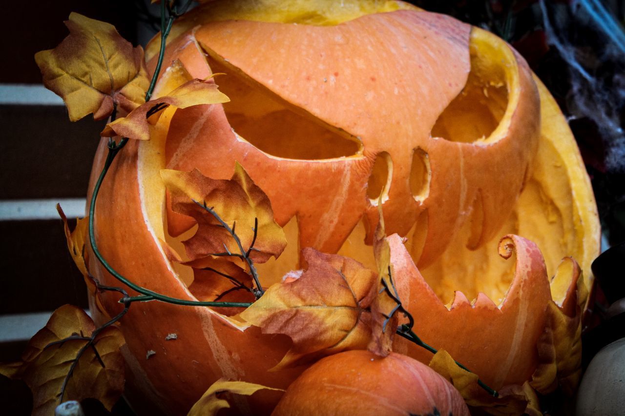 CLOSE-UP OF PUMPKIN PUMPKINS