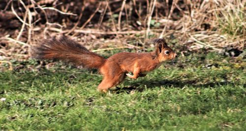 Squirrel on field