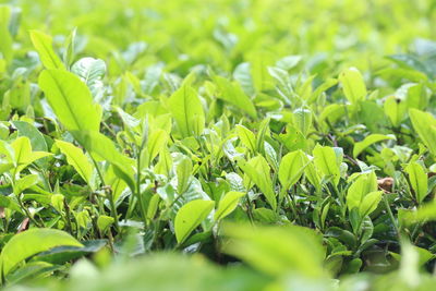 Close-up of fresh green leaves on field