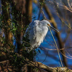 Close-up of bird perching on tree