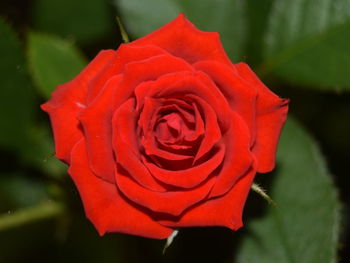 Close-up of red rose