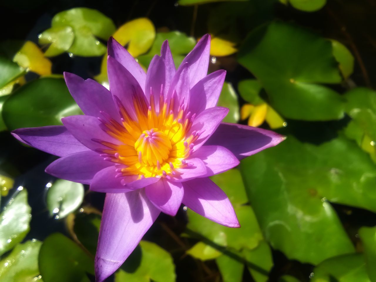 CLOSE-UP OF PURPLE WATER LILY IN LOTUS