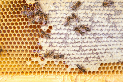 Close-up of bees on honey comb