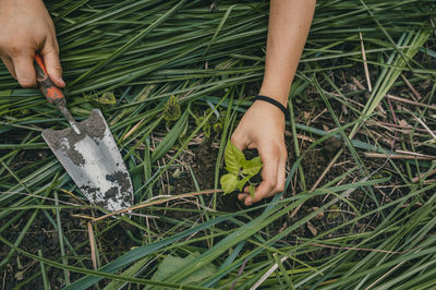 Low section of woman standing on grass planting a seed