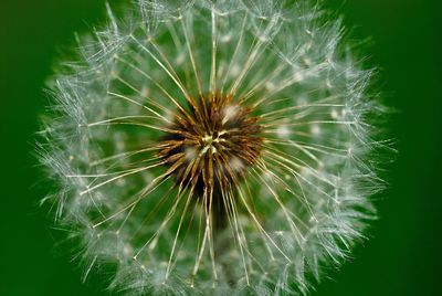 Close-up of dandelion on plant