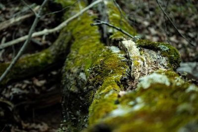 Close-up of moss on rock
