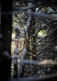 Close-up of tree during winter