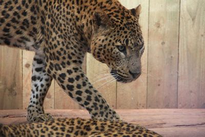 Leopards in zoo