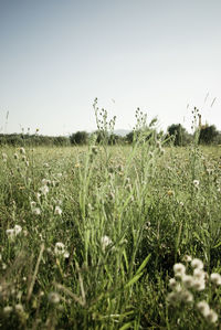 Surface level of field against clear sky