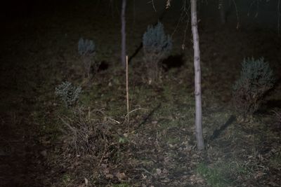 Trees on field in forest