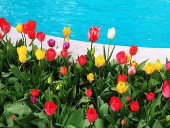 Close-up of red tulips in water