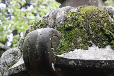 Close-up of statue against rock