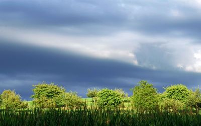 Plants growing on field against sky