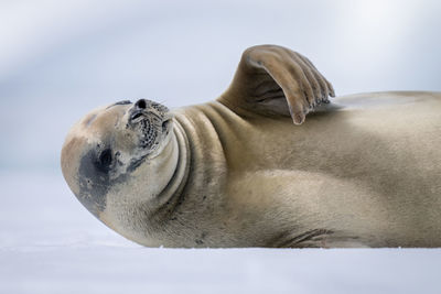 Close-up of crabeater seal moving its flipper