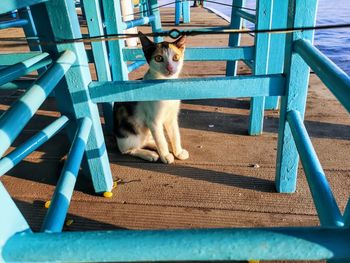 High angle view of cat sitting on railing