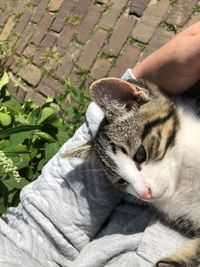 Close-up of hand holding cat