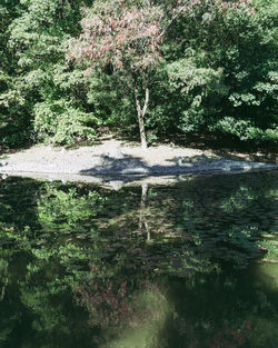 Trees growing by lake in forest