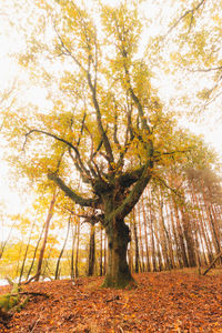 Tree on field