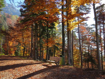 Empty bench against trees on field during autumn