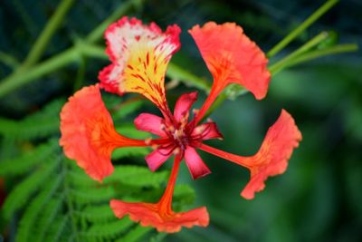 Close-up of red flowering plant