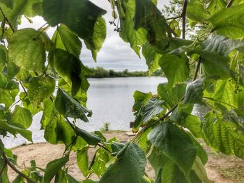 Close-up of fresh green leaves in lake