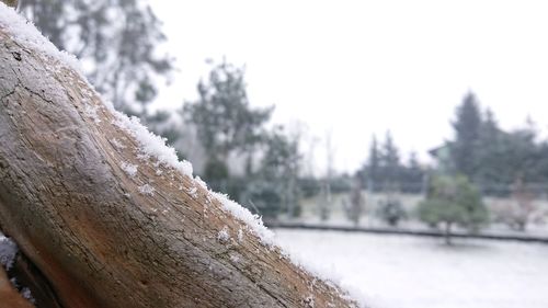 Close-up of tree trunk against sky during winter