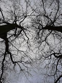 Low angle view of bare tree against sky