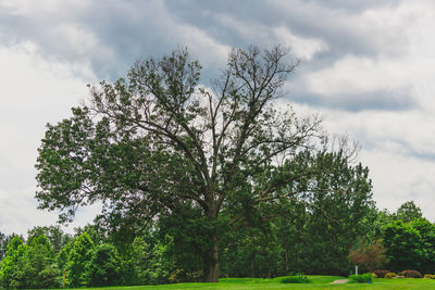 Trees against sky