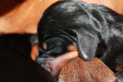 Close-up of puppy sleeping